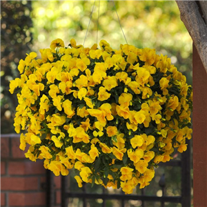 Viola - Winter/spring Trailing 'Cool Wave Golden Yellow'